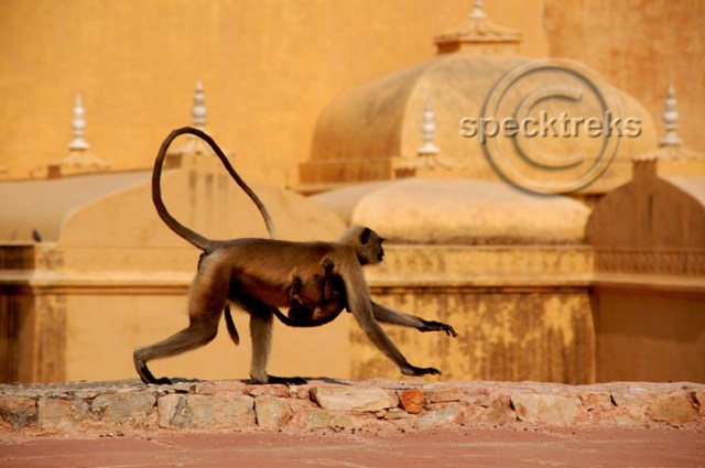 Jaipur Monkey Sarah Peck