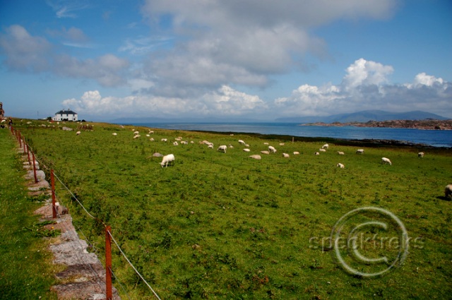 Sheep Scotland Sarah Peck