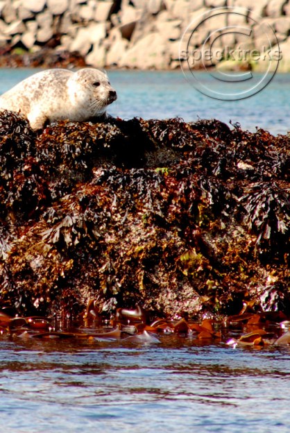 Seal Scotland Sarah Peck