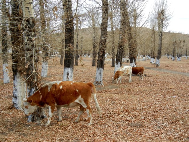 Mongolia cows