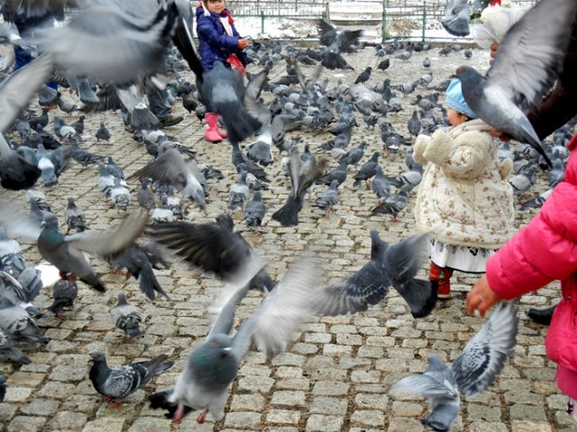 Mongolia Pigeons